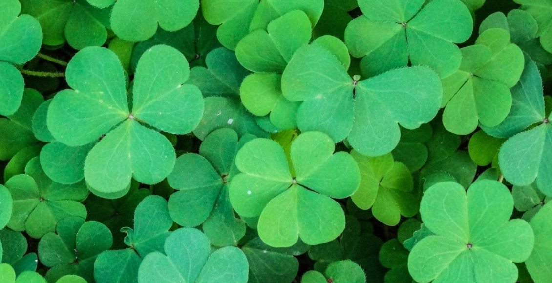 Trevo: saiba mais sobre as curiosidades dessas plantas e do seu cultivo - reprodução: Canva