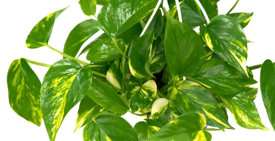 Potos-cetim: conheça as curiosidades sobre essa espécie - reprodução: Canva