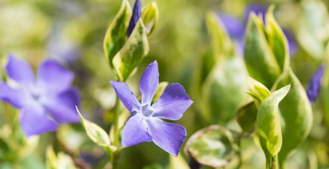 Saiba como cuidar de uma vinca - reprodução: Canva