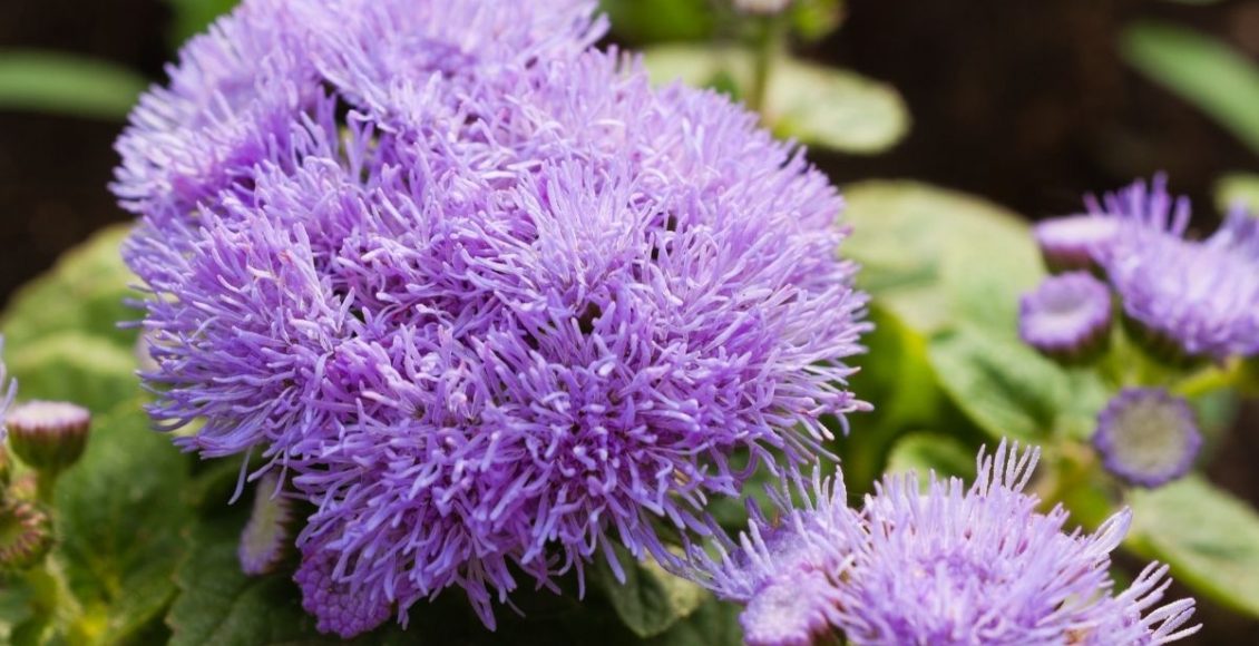 Agerato: conheça essa espécie de planta tão charmosa - reprodução: CANVA