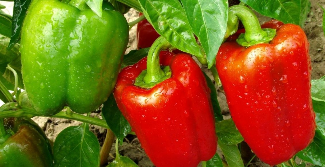 Plantar pimentão em vaso fica muito fácil se você seguir este guia; confira (Canva/Reprodução)