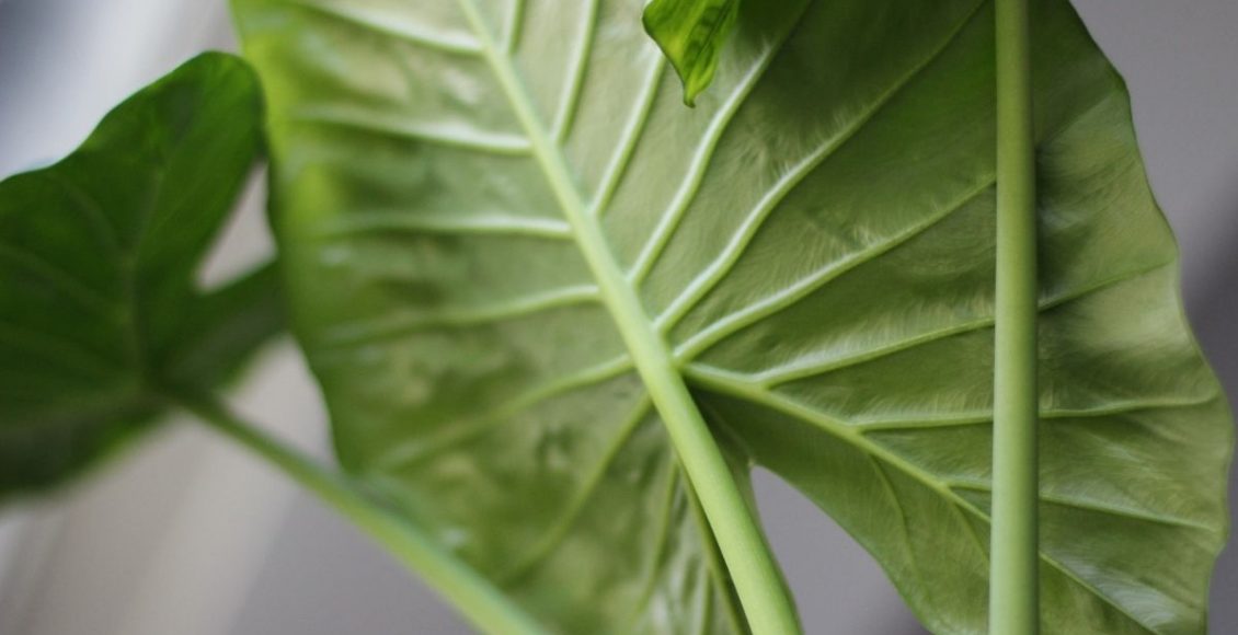 Folha de cimento: mais fácil de fazer do que parece, fica linda no jardim (Canva/Reprodução)