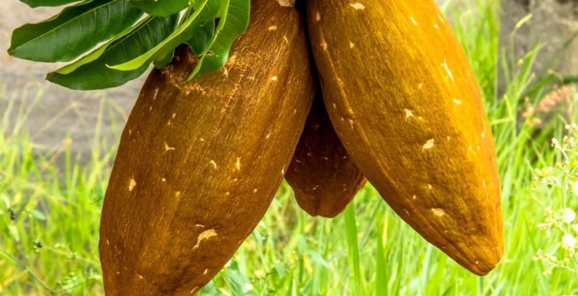 Monguba: como plantar o fruto-tendência de 2022 no seu jardim (Canva/Reprodução)