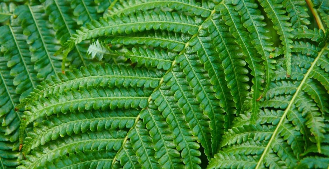 Renda-portuguesa: aprenda os cuidados básicos dessa bela samambaia (Canva/Reprodução)