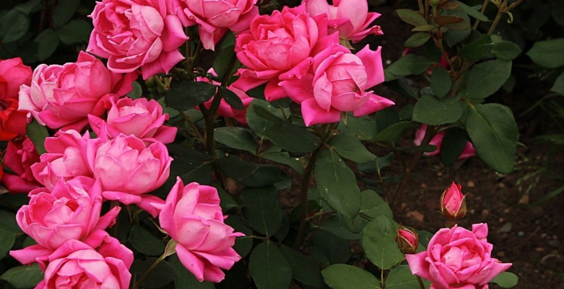 Roseira: aprenda como cuidar da sua do melhor jeito possível - reprodução: Canva