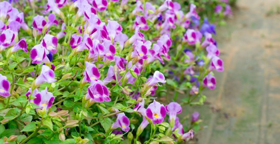 Torênia: essa planta também é conhecida como amor-perfeito - reprodução: Canva