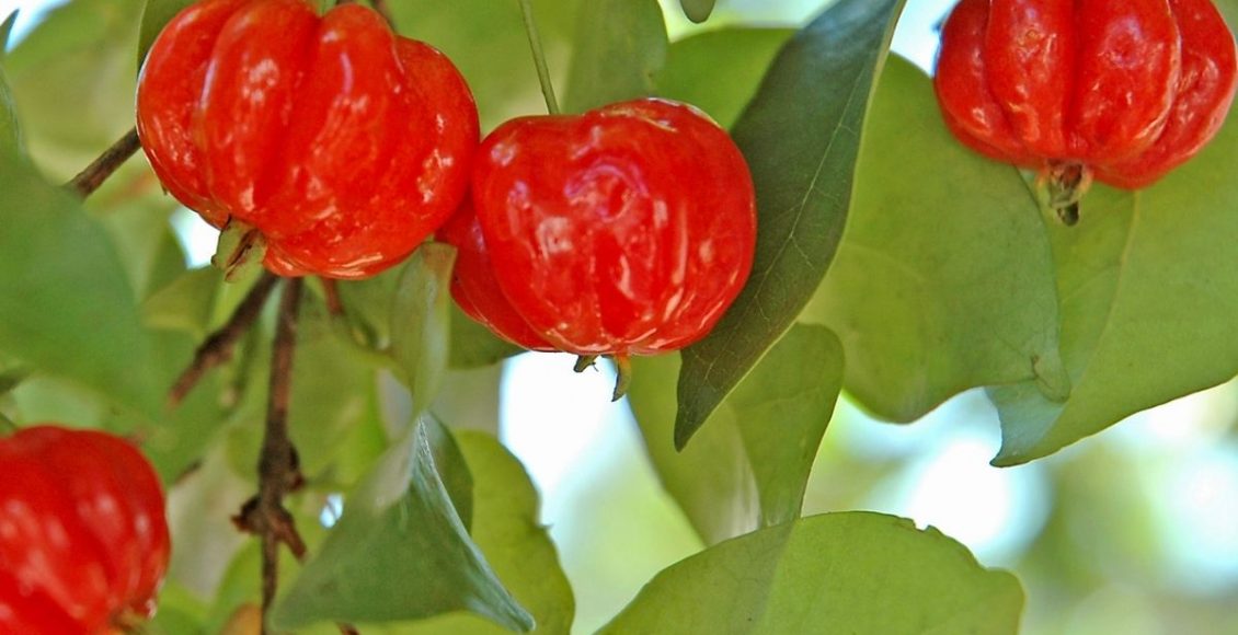 Pitanga: conheça as curiosidades dessa fruta pouco popular - reprodução: Canva