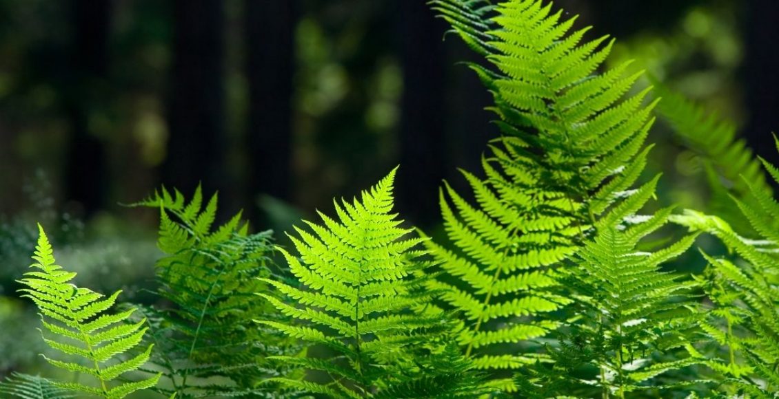 Plantas para casa: aprenda agora quais são as melhores espécies - reprodução: Canva