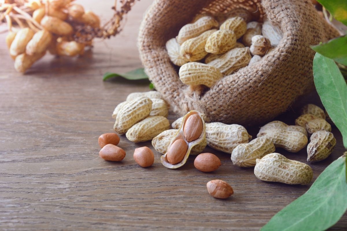 Plantar amendoim em vaso: aprenda a fazer com este passo a passo (Canva/Reprodução)