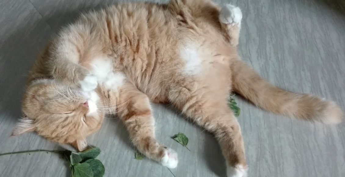 Erva-de-gato: aprenda a plantar e cultivar catnip para seu gatinho (Canva/Reprodução)