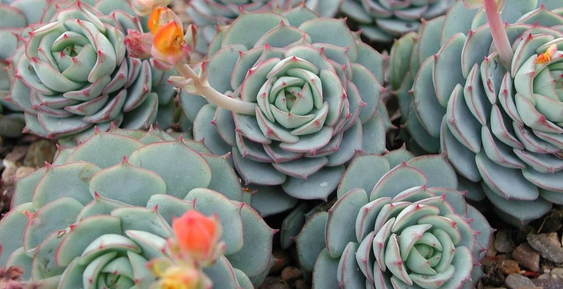 Suculenta rosa de pedra: conheça a planta que parece uma escultura. (Canva/Reprodução)