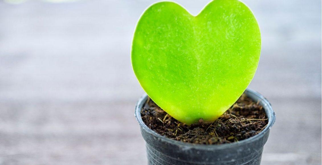 Cacto-coração Hoya herrii: a folha sem espinhos de um amor verde (Canva/Reprodução)