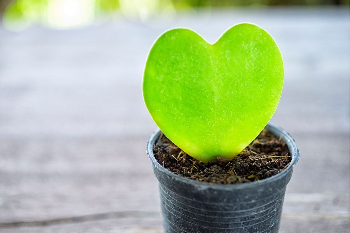 Cacto-coração Hoya herrii: a folha sem espinhos de um amor verde