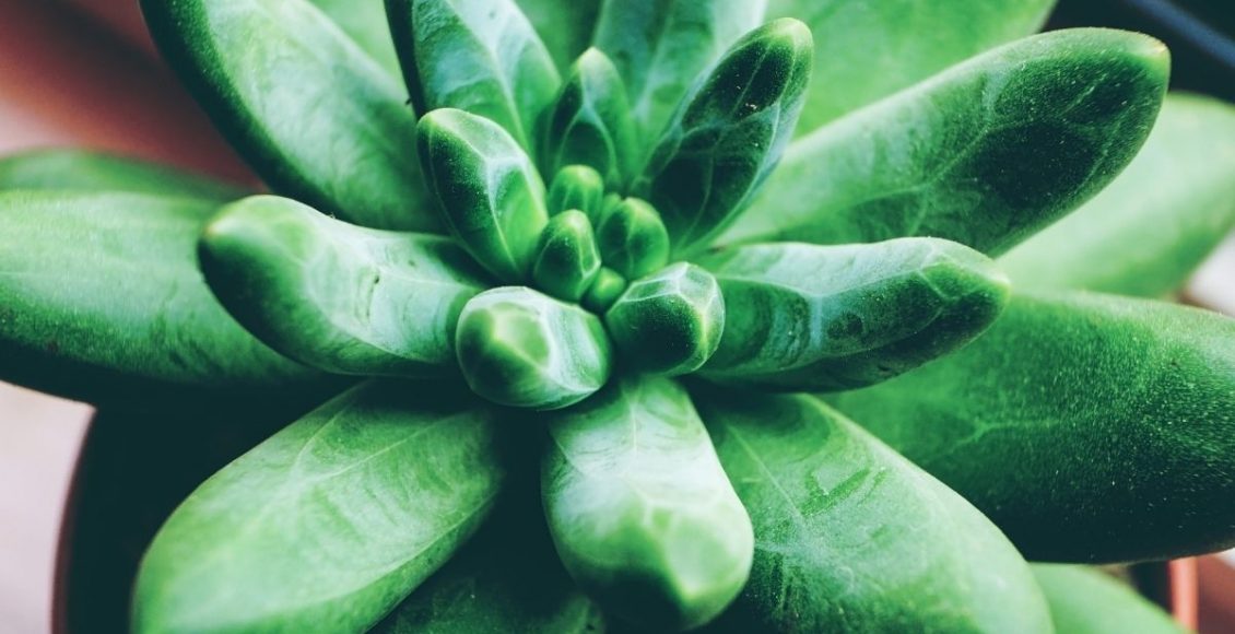 Suculenta diamante: a planta bela e preciosa que você precisa conhecer (Canva/Reprodução)