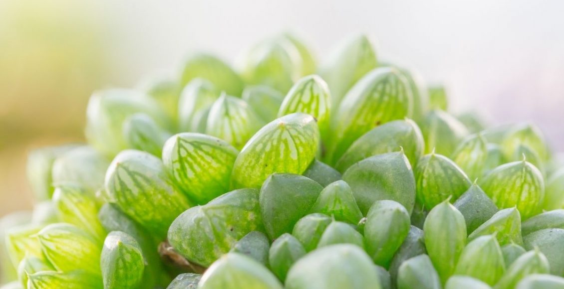 Suculenta cristal: conheça e cultive esta esmeralda viva no seu jardim (Canva/Reprodução)