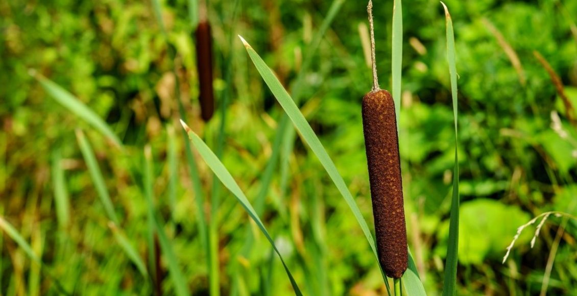 Cana-de-macaco: descubra as curiosidades dessa espécie - reprodução: Canva