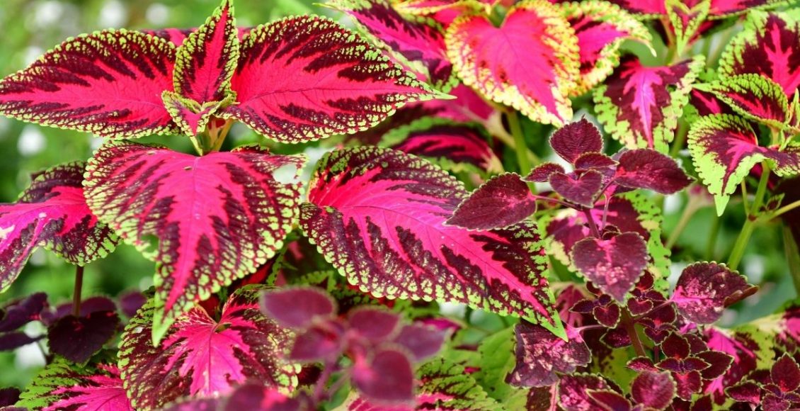 Aprenda a cuidar do cóleus, essa planta tão diferente e charmosa - reprodução: Canva