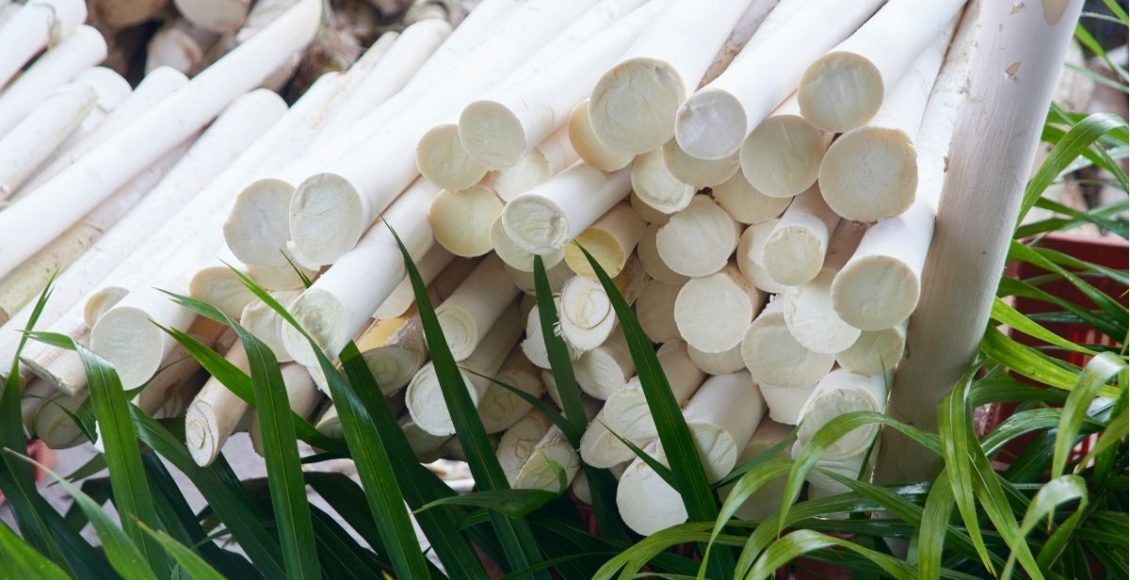 Pupunha: miniguia para cultivar esse tipo de palmito em casa (Canva/Reprodução)