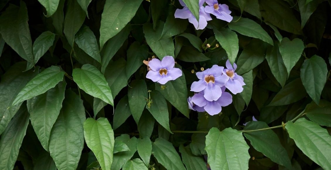 Tumbérgia: conheça a cerca viva que traz beleza e privacidade para o jardim (Canva/Reprodução)