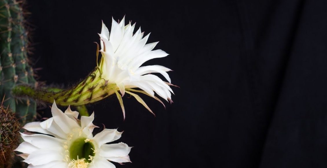 Echinopsis tubiflora: conheça o cacto com flor em formato de tubo (Canva/Reprodução)