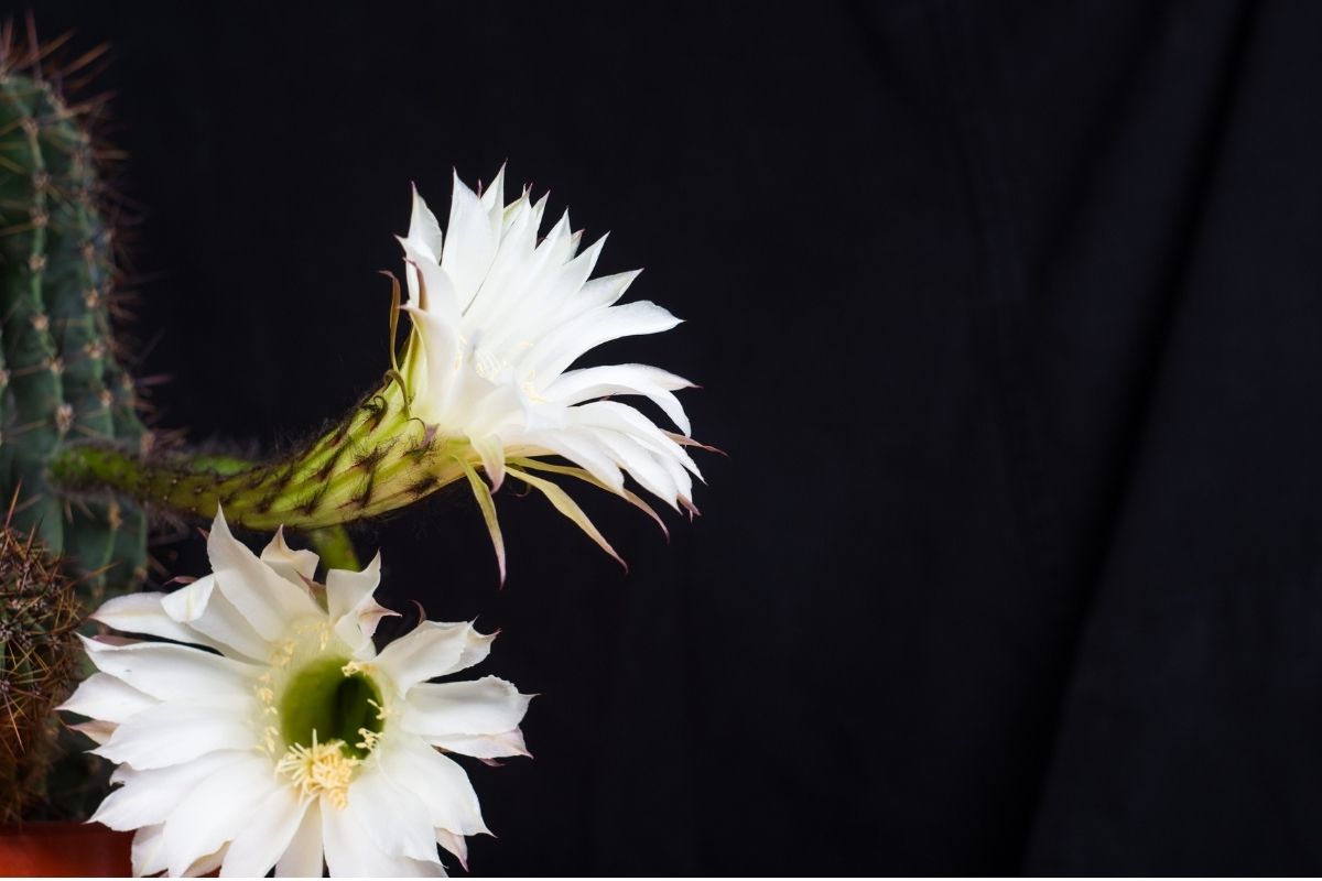 Echinopsis tubiflora: conheça o cacto com flor em formato de tubo (Canva/Reprodução)