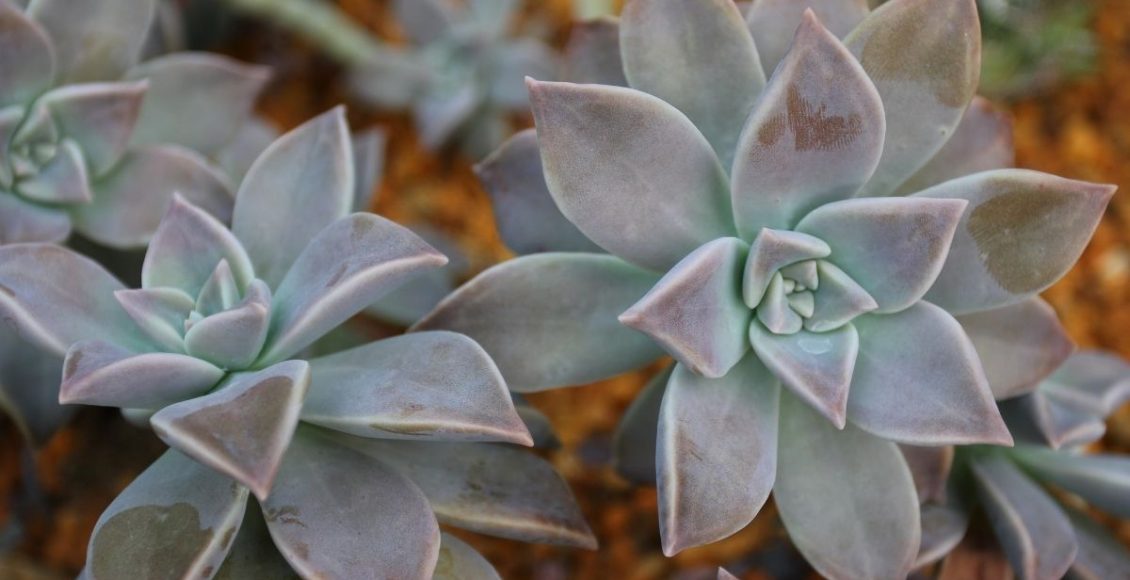 Planta fantasma Graptopetalum: miniguia da suculenta que dá calafrio (Canva/Reprodução)