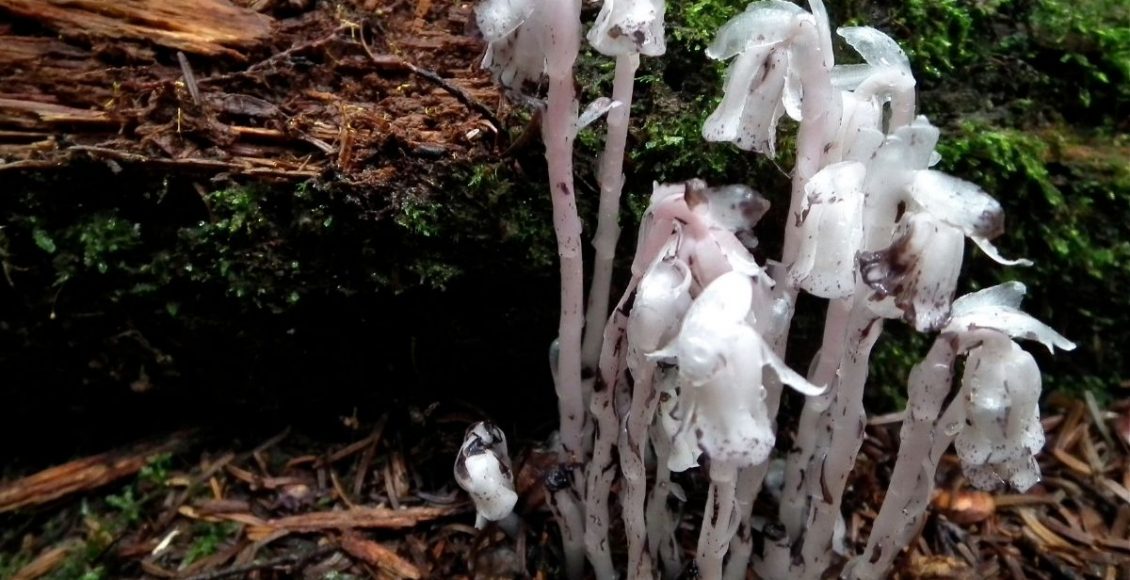 Planta fantasma Monotropa uniflora: conheça a flor horripilante (Canva/Reprodução)