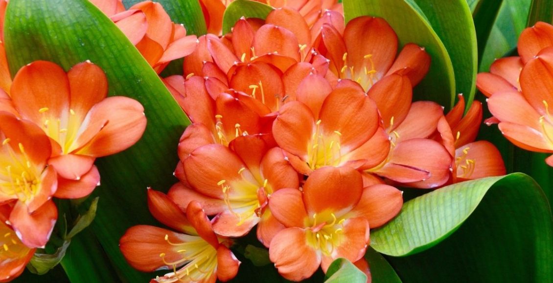 Clívia: conheça as curiosidades dessa espécie que chama tanta atenção - reprodução: Canva