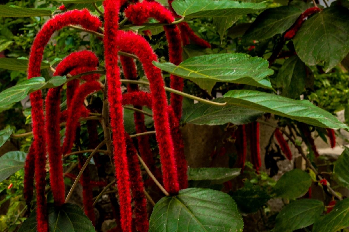 Rabo-de-macaco: conheça essa planta exótica agora mesmo - reprodução: Canva