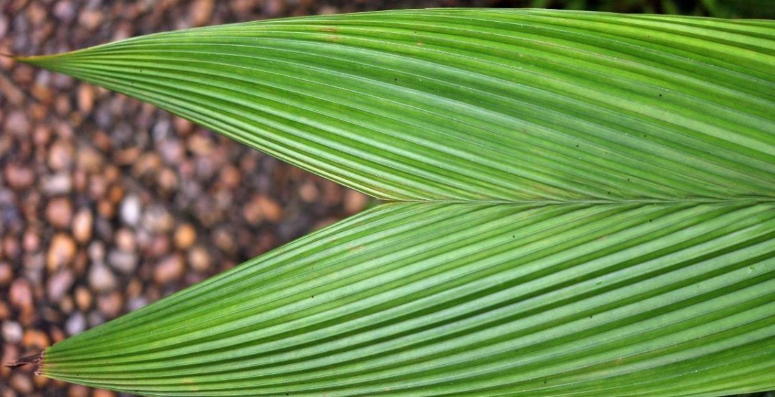 Curculigo: conheça as curiosidades dessa planta - reprodução: Canva