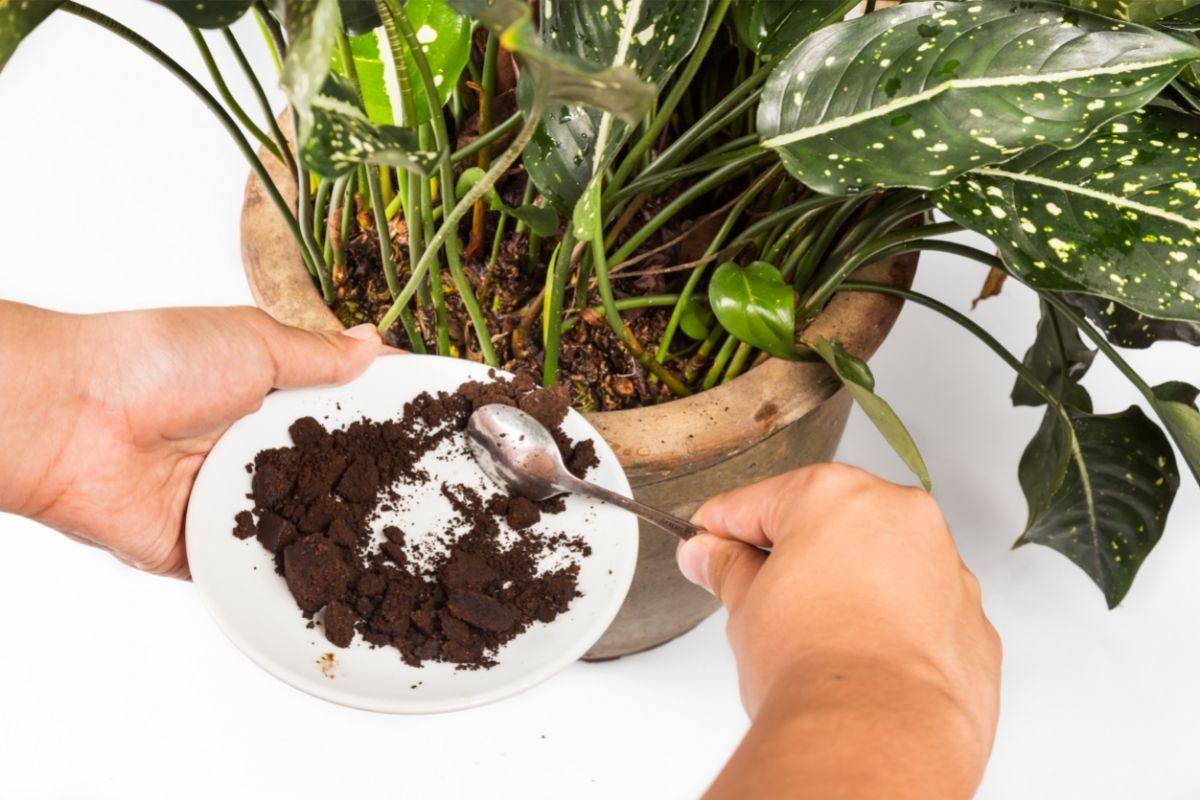 2 maneiras fáceis de reutilizar a borra de café na sua horta - Reprodução Canva