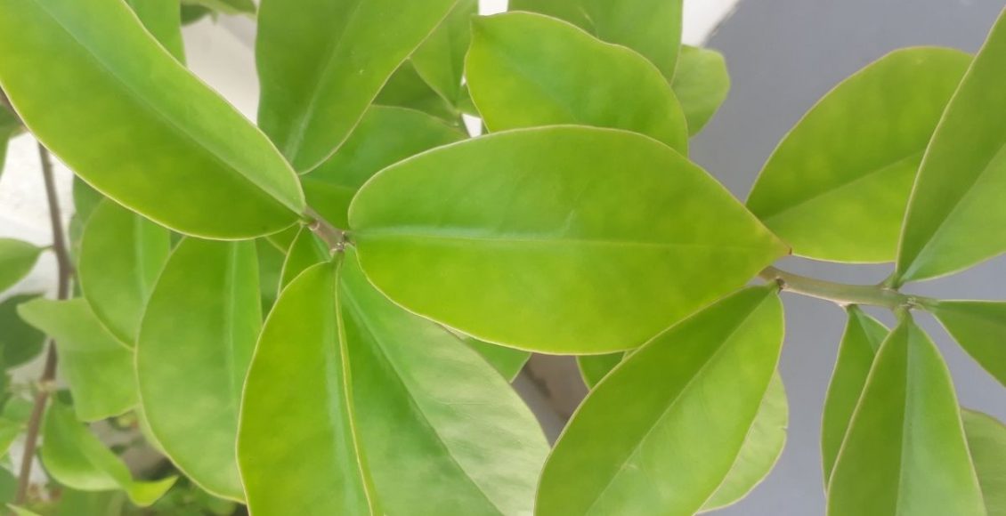 Ora-pro-nóbis para que serve essa planta? Aprenda nesta matéria (Canva/Reprodução)