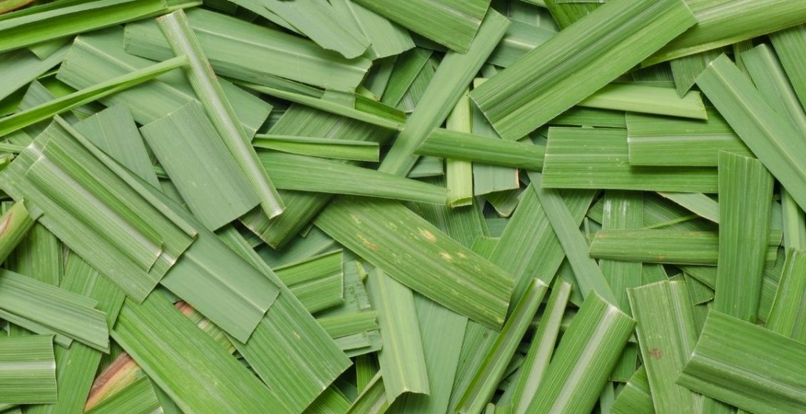 Citronela: combata mosquitos com jardinagem e ainda perfume sua casa (Canva/Reprodução)