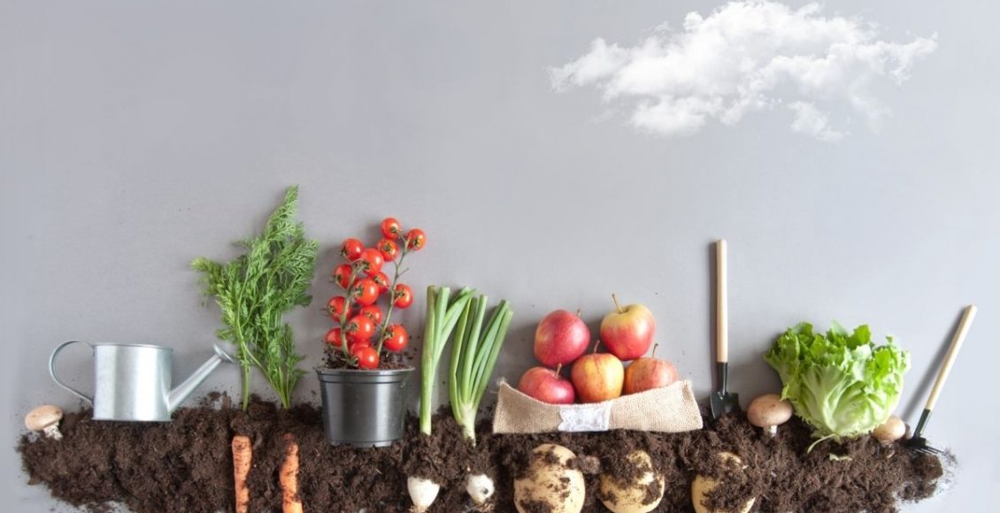 Horta em apartamento: fazer é muito fácil se você seguir estas instruções (Canva/Reprodução)