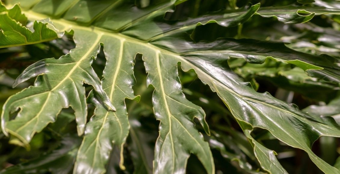 Saiba tudo sobre o imbé, essa planta exótica e que ornamenta muito bem- reprodução: Canva