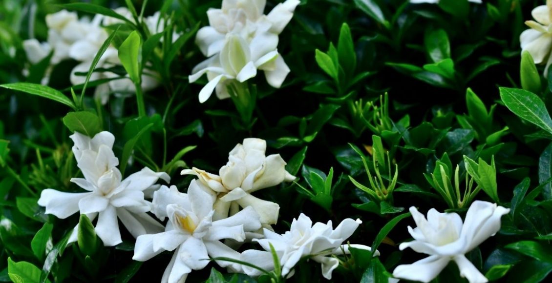 Magnólia: conheça essa flor e aprenda curiosidades sobre ela - reprodução: Canva