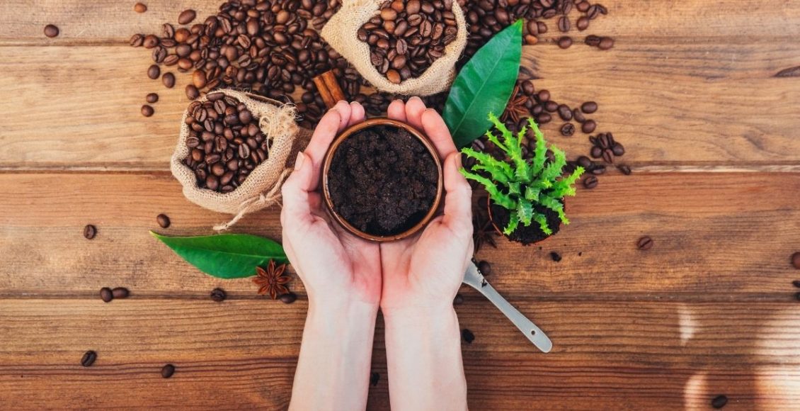 2 maneiras fáceis de reutilizar a borra de café na sua horta - Reprodução Canva