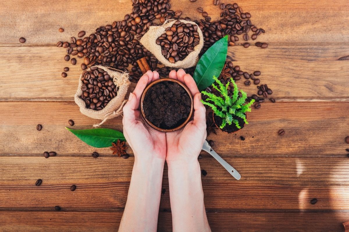 2 maneiras fáceis de reutilizar a borra de café na sua horta - Reprodução Canva