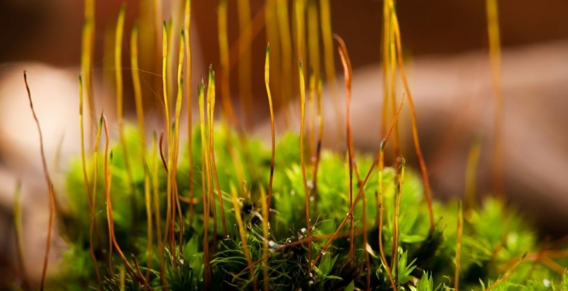 Desvendando o esfagno entenda o papel desse musgo nas suas plantas - Reprodução Canva
