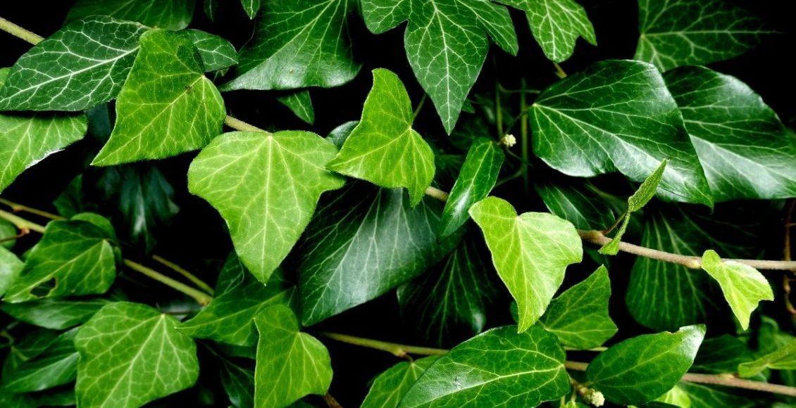 adubação foliar - Reprodução Canva