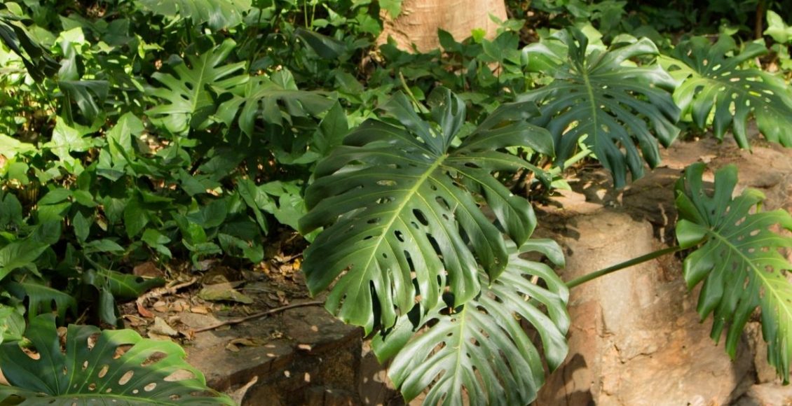 Dicas para deixar perfeita sua planta costela de adão - Imagem Canva