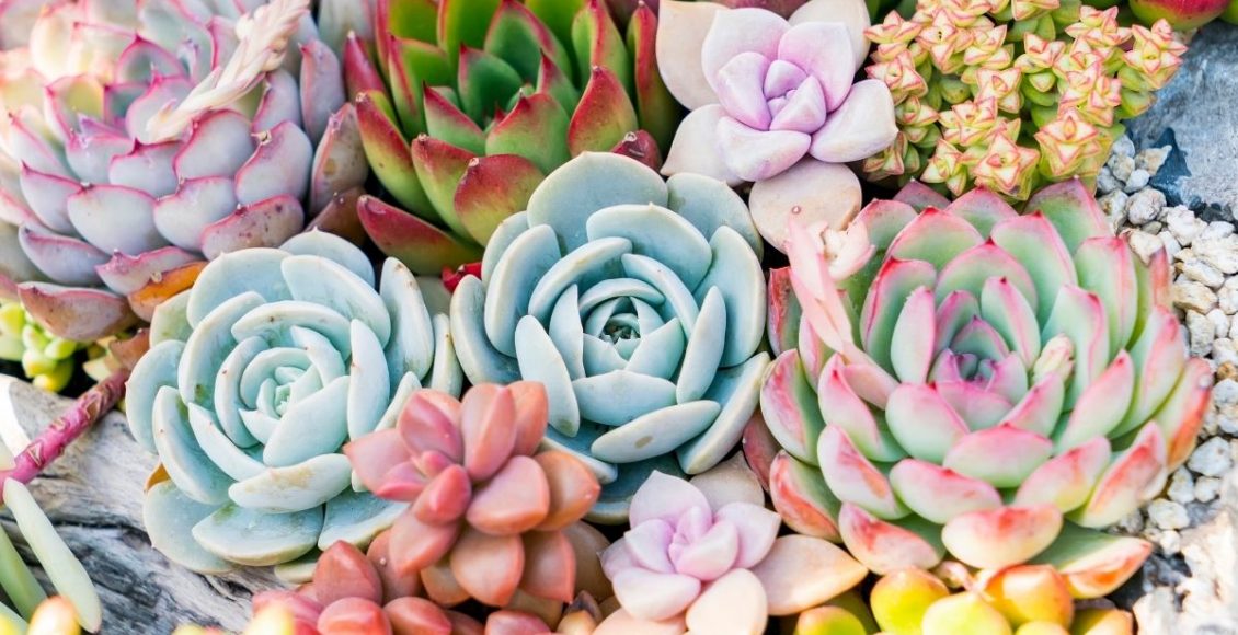 Dicas práticas para cultivar plantas suculentas confira agora - Reprodução Canva