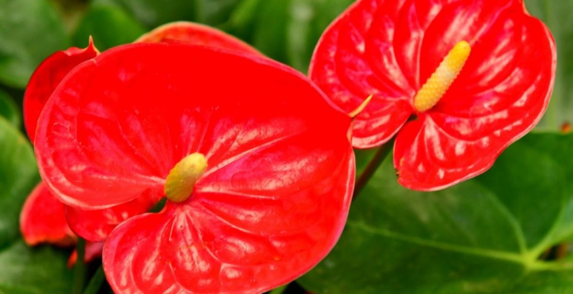 Dicas práticas para cultivo da planta antúrios confira agora os cuidados - Reprodução Canva