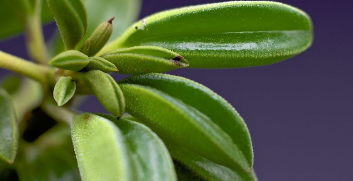 Dicas rápidas e práticas para cultivar a planta peperômia - Reprodução Canva