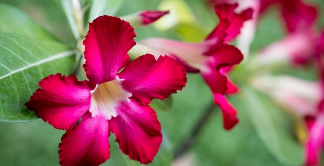 Dicas rápidas para cultivar rosas do deserto tudo que você precisa saber - reprodução Canva