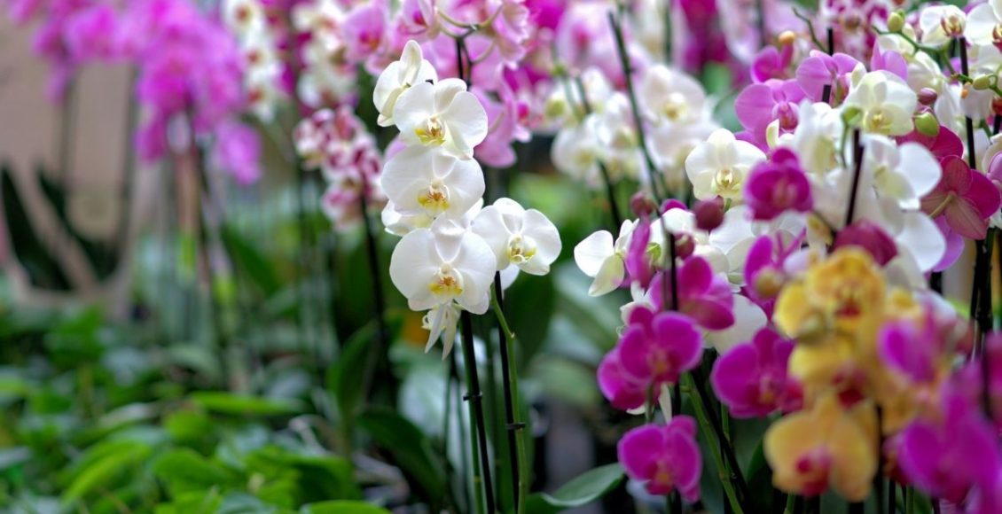 plantar orquídeas em vaso- Reprodução Canva