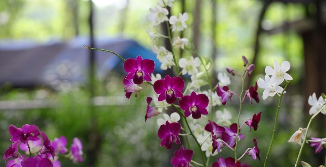 Dicas simples para orquídeas confira como evitar fungos nessa planta - reprodução canva