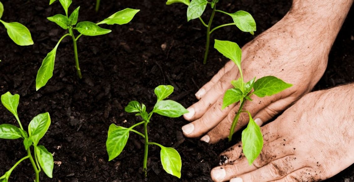 Diferenças de cultivo da planta Singônio na água e no substrato - Reprodução canva