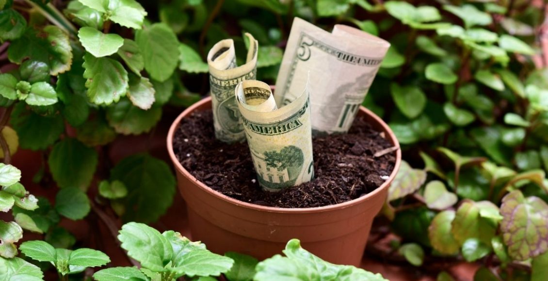 Dinheiro-em-penca conheça as curiosidades dessa espécie - reprodução Canva