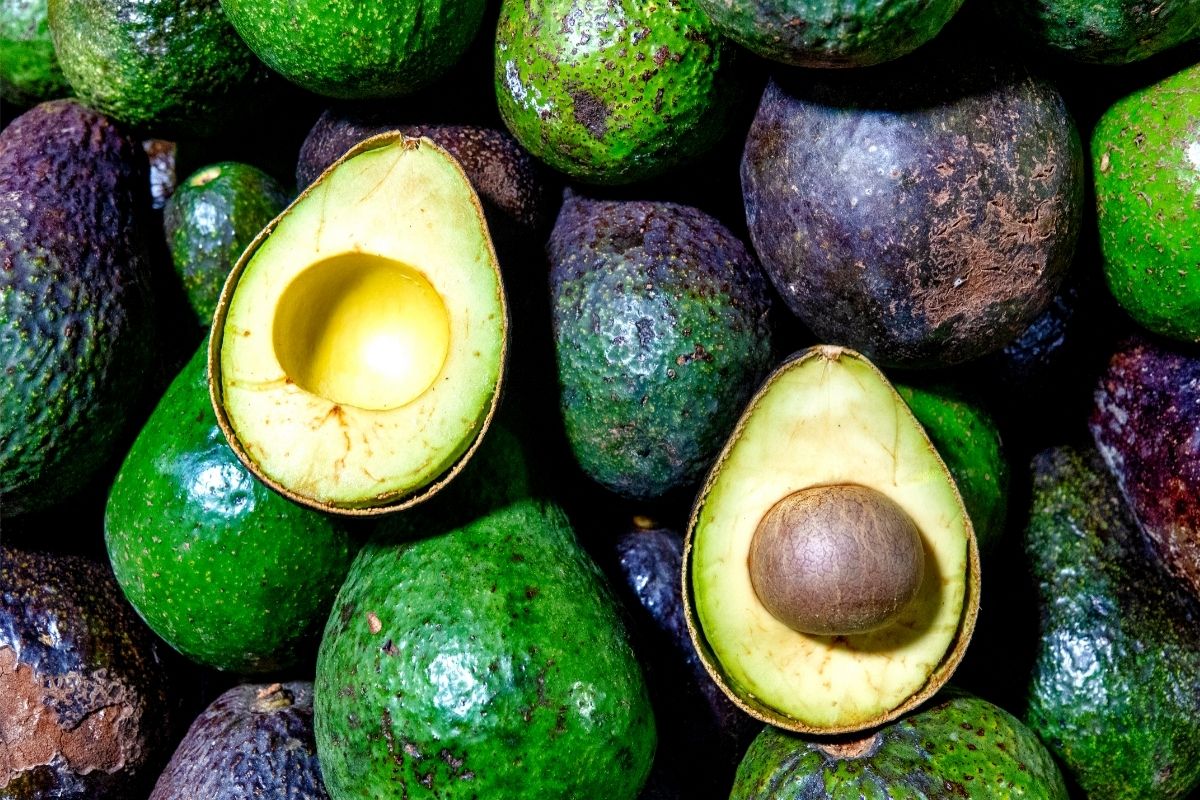 É época de abacate! Conheça os 5 benefícios da fruta para a sua saúde - Reprodução Canva